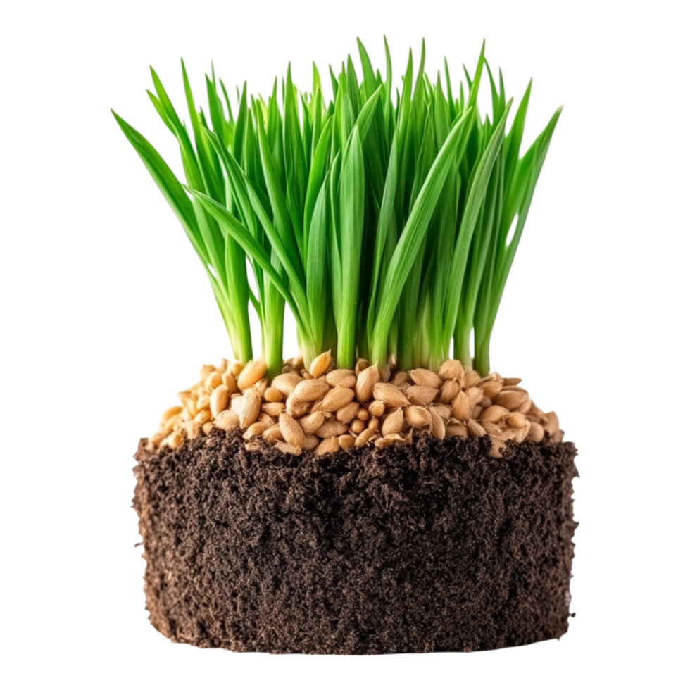 Fresh Green Grass Growing from Soil with Grains and Roots Below the Surface png