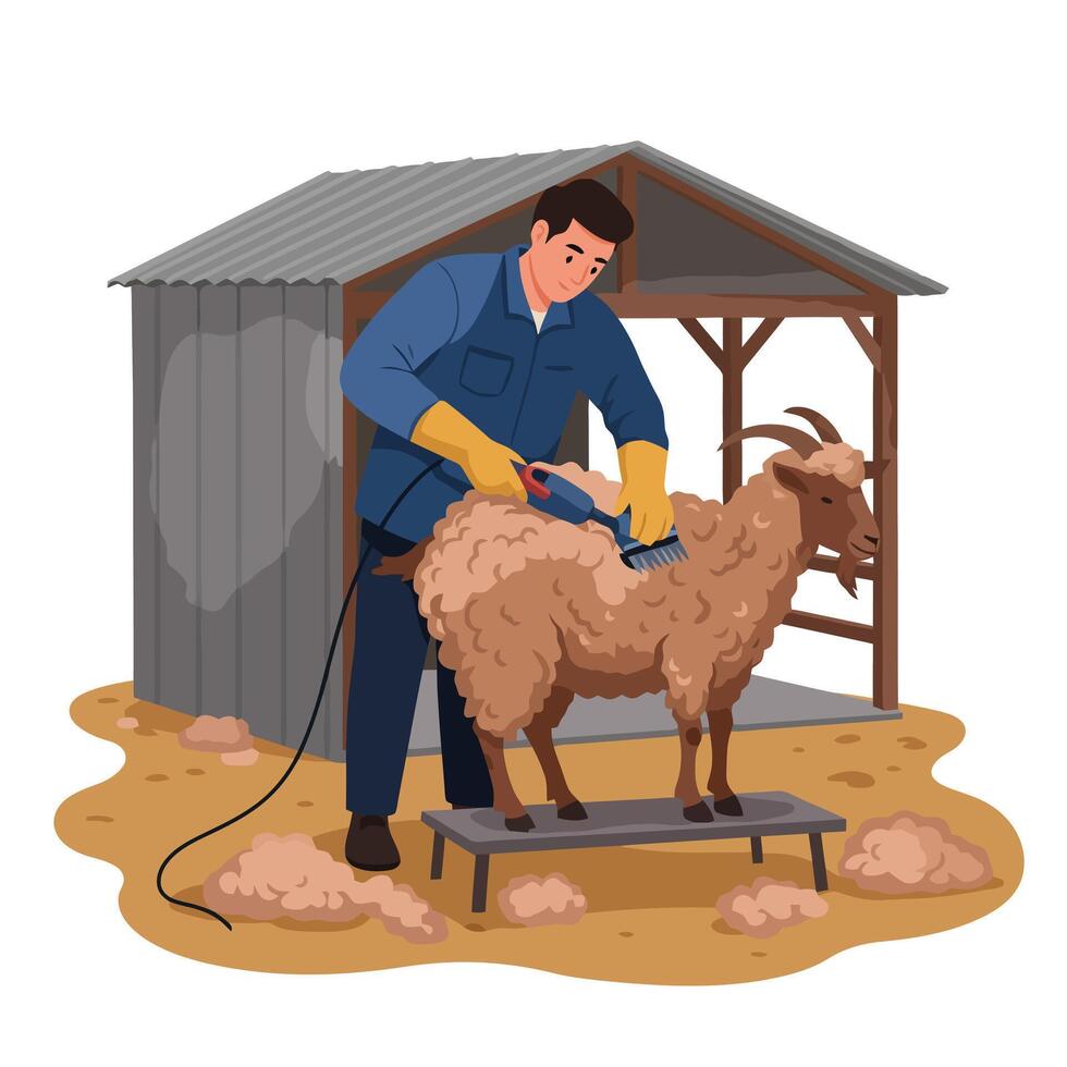Shearing Goat on Platform Under Shed vector