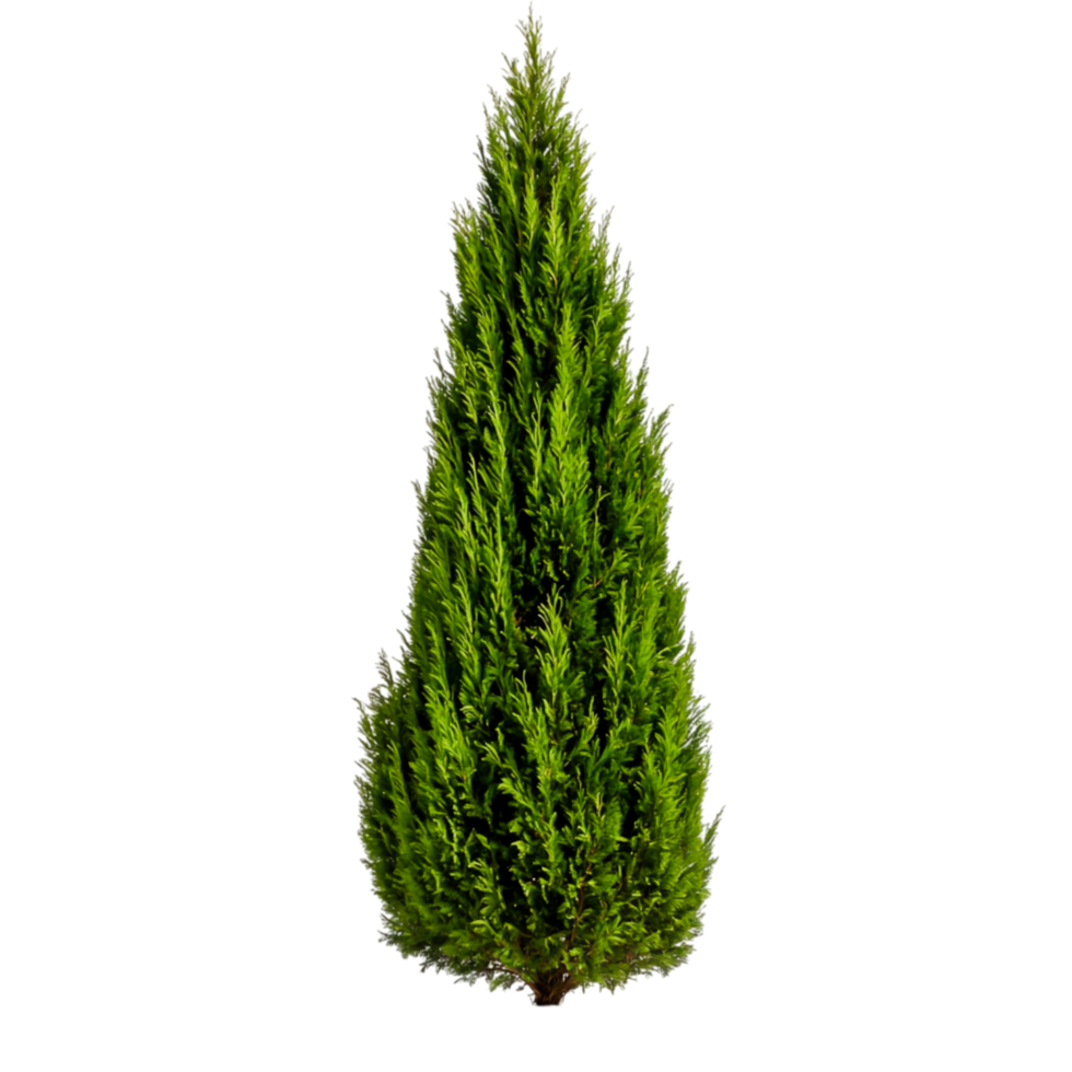 Lush Green Cypress Tree for Design Use png
