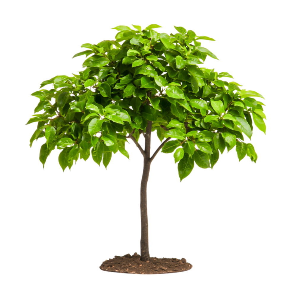 Vibrant Green Foliage Tree for Design png