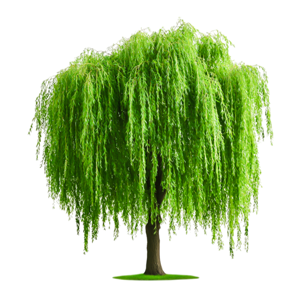 Lush Green Willow Tree with Cascading Leaves and Vibrant Foliage png