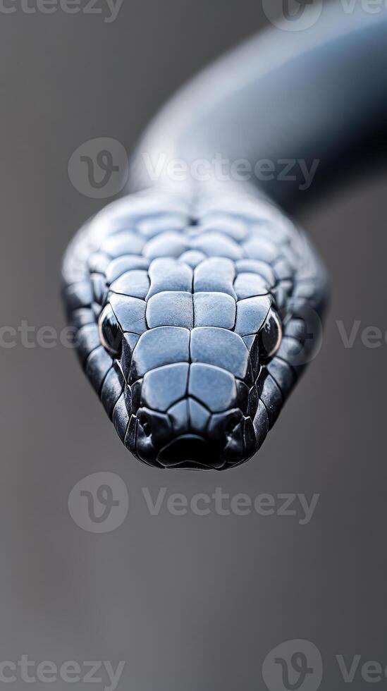 A striking black mamba snake displays its glossy scales and intense gaze while coiling in its natural environment during the early evening light photo