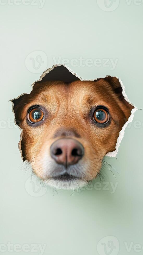 A dog with bright eyes is peeking through a jagged hole in the wall, showcasing its playful curiosity in a cozy indoor setting photo