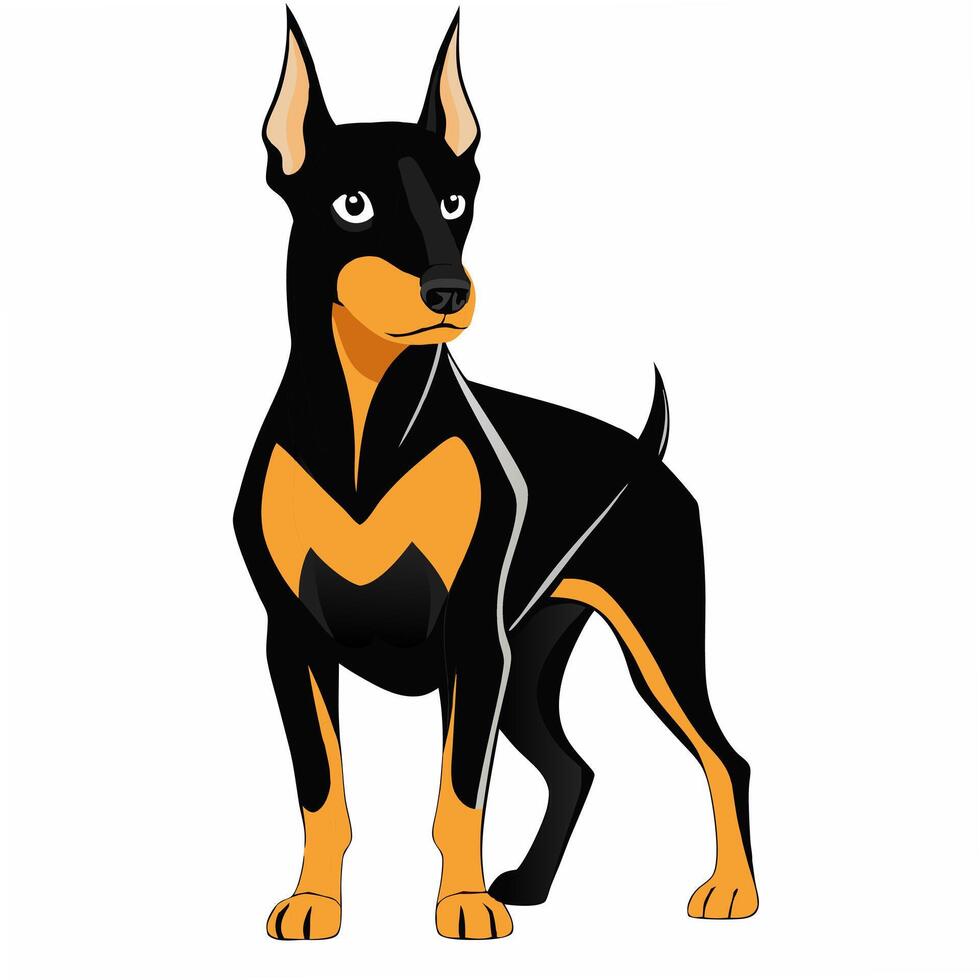 Cute realistic dog doberman standing. Isolated on white background. Suitable for posters,sticker, logo, children's books and encyclopedias vector