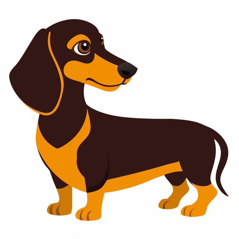 Cute realistic dog dachshund standing. Isolated on white background. Suitable for posters,sticker, logo, children's books and encyclopedias. vector
