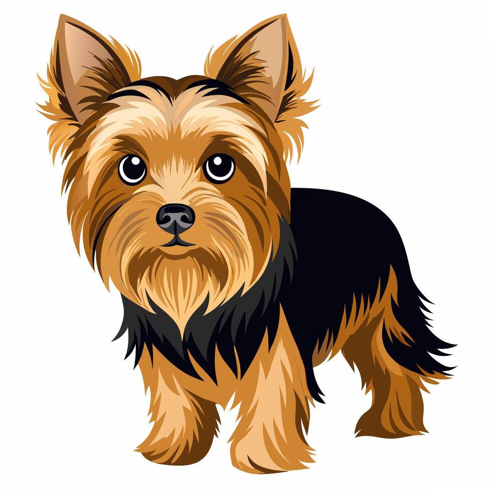 Cute realistic dog yorkshire terrier standing. Isolated on white background. Suitable for posters, logo, children's books and encyclopedias. vector
