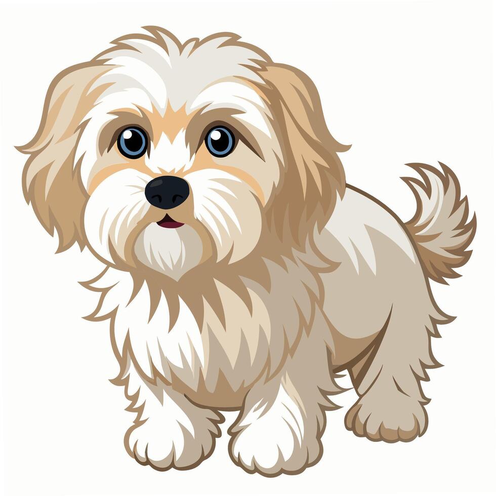 Cute realistic dog maltipoo standing. Isolated on white background. Suitable for posters,sticker, logo, children's books and encyclopedias. vector