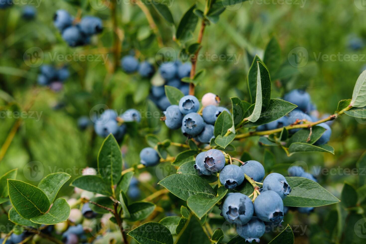 Fresh blueberries growing on bushes in a vibrant field during late summer harvest season in a sunny rural landscape photo