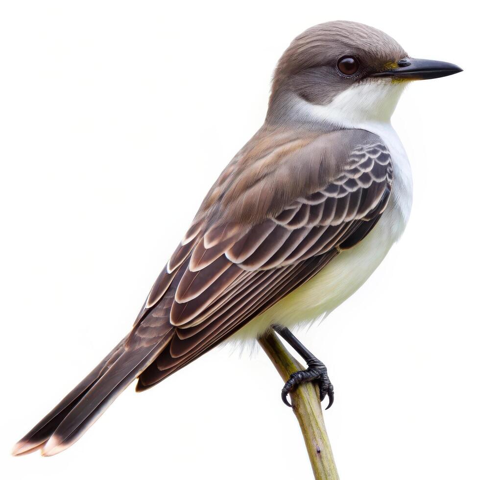 A Gray Kingbird bird isolated on a white background, showcasing its striking gray plumage photo
