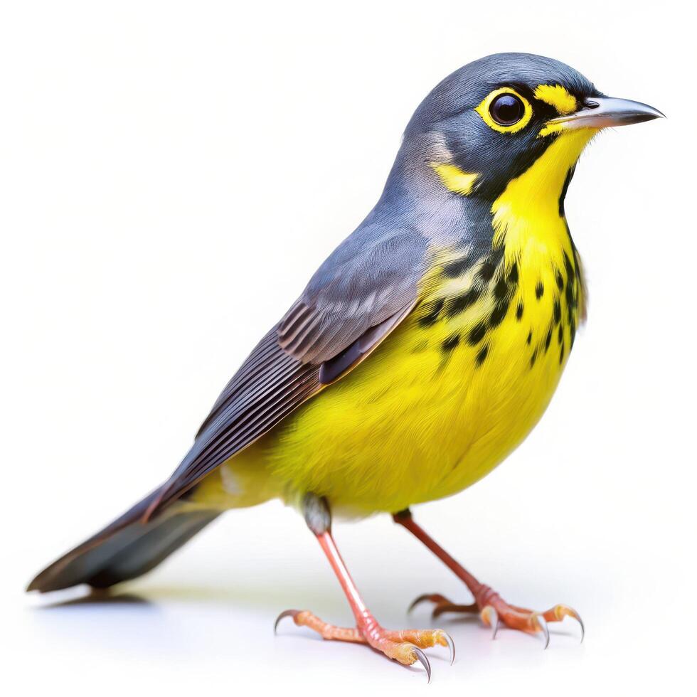 A Canada Warbler bird isolated on a white background, showcasing its vibrant feathers photo