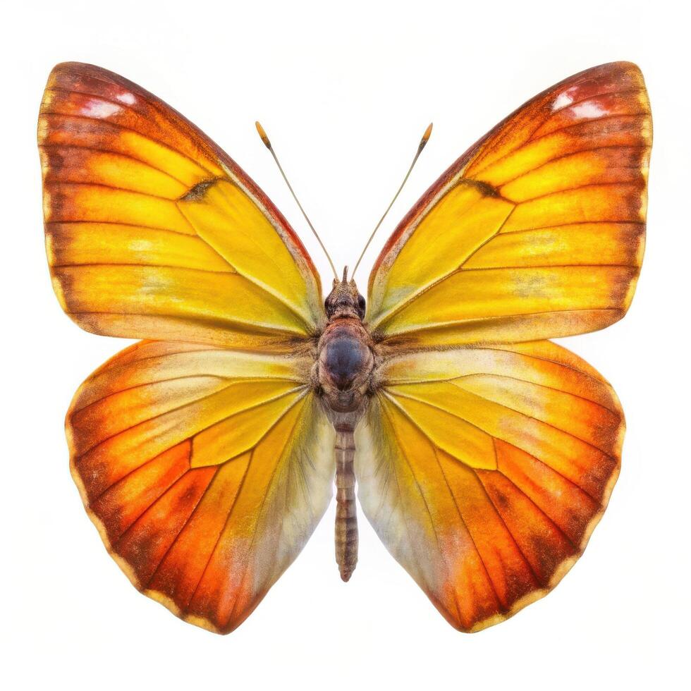 A stunning shot of a Catopsilia Pyranthe butterfly isolated on a white background, showcasing its intricate wings photo