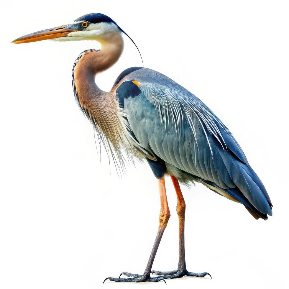 A Great Blue Heron bird isolated on a white background, focusing on its long beak and slender body photo