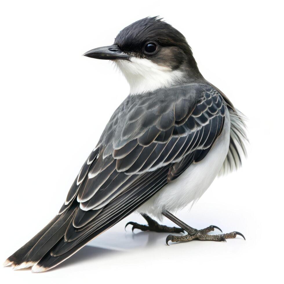 A closeup shot of an Eastern Kingbird bird isolated on a white background, highlighting its distinct feathers photo