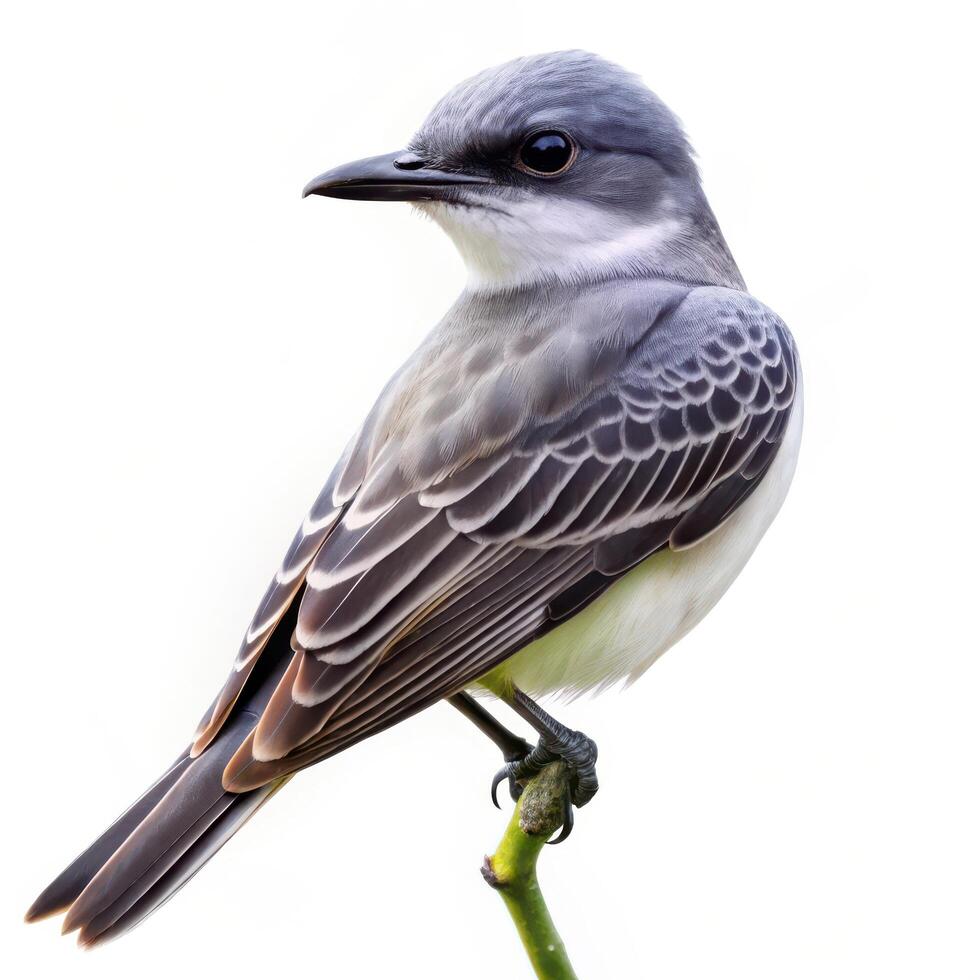 A closeup shot of a Gray Kingbird bird isolated on a white background, highlighting its gray feathers photo