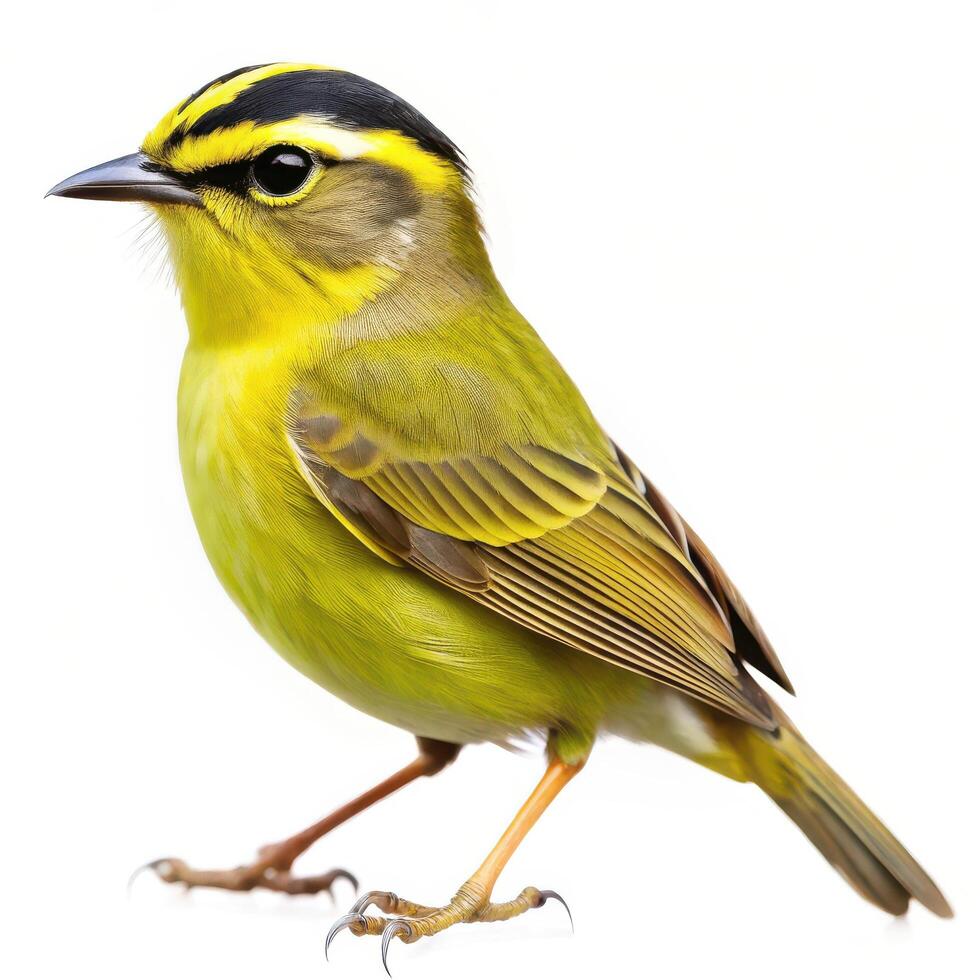 A Golden crowned Warbler bird isolated on a white background, showcasing its colorful features photo