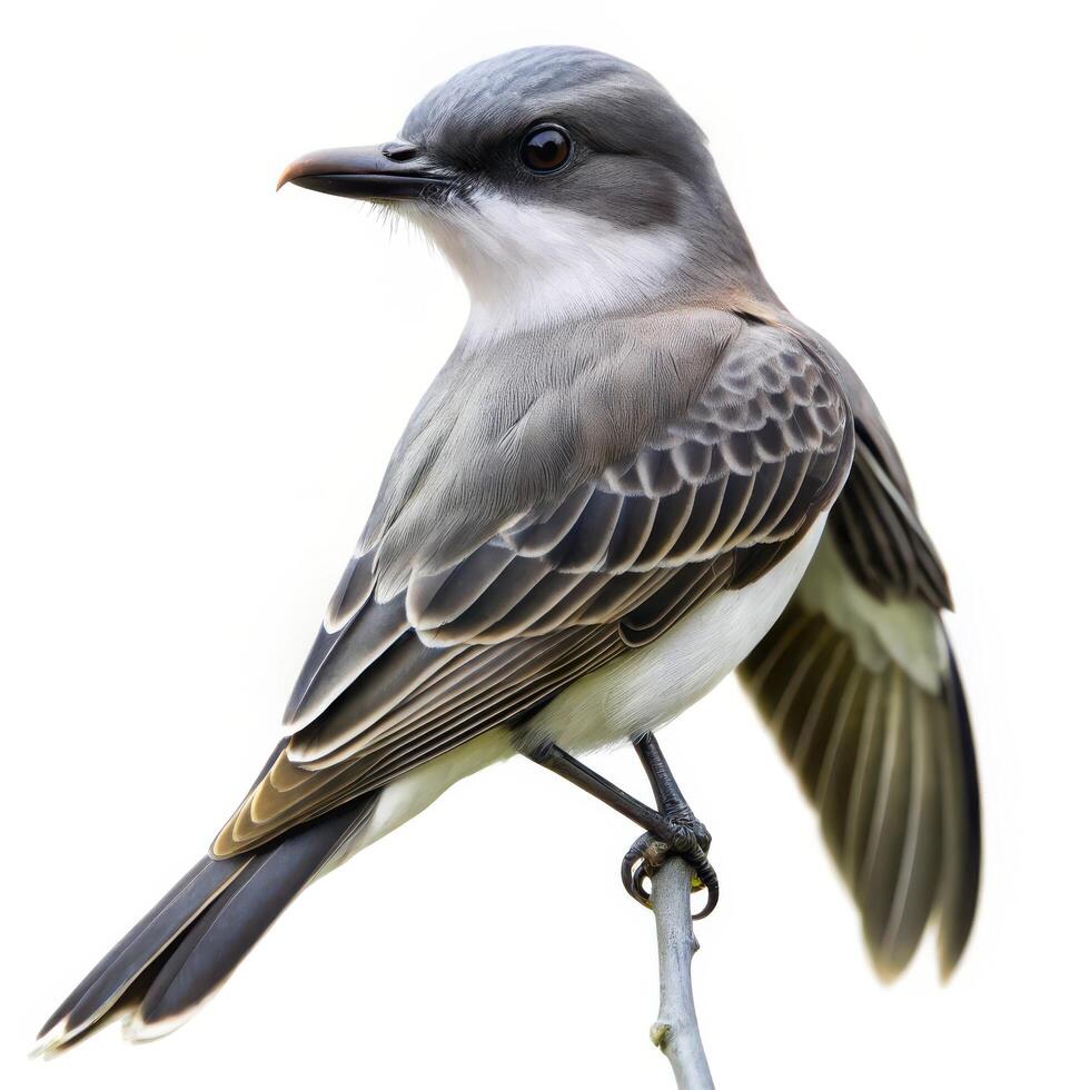 A Gray Kingbird bird isolated on a white background, focusing on its distinct gray feathers photo