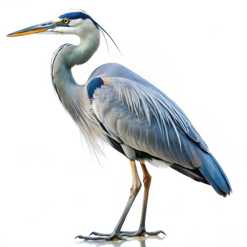 A closeup shot of a Great Blue Heron bird isolated on a white background, showcasing its slender neck photo