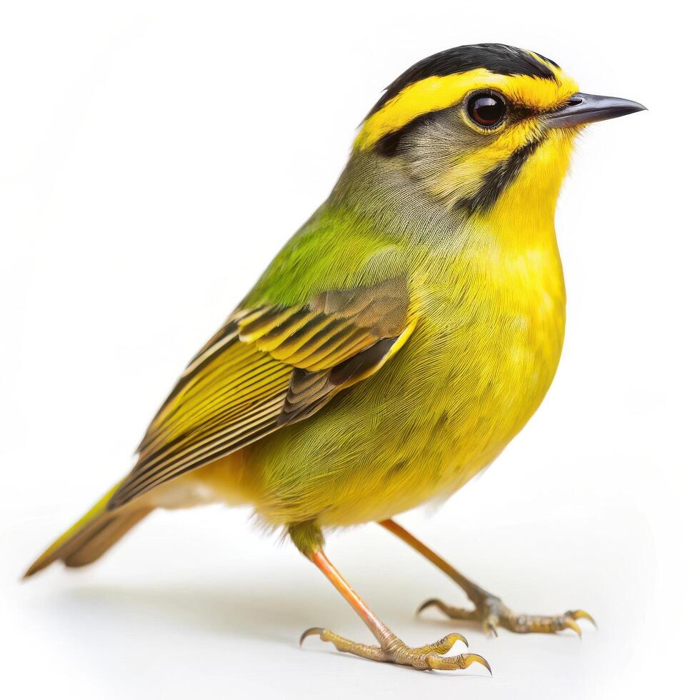 A detailed shot of a Golden crowned Warbler bird isolated on a white background, highlighting its feathers photo