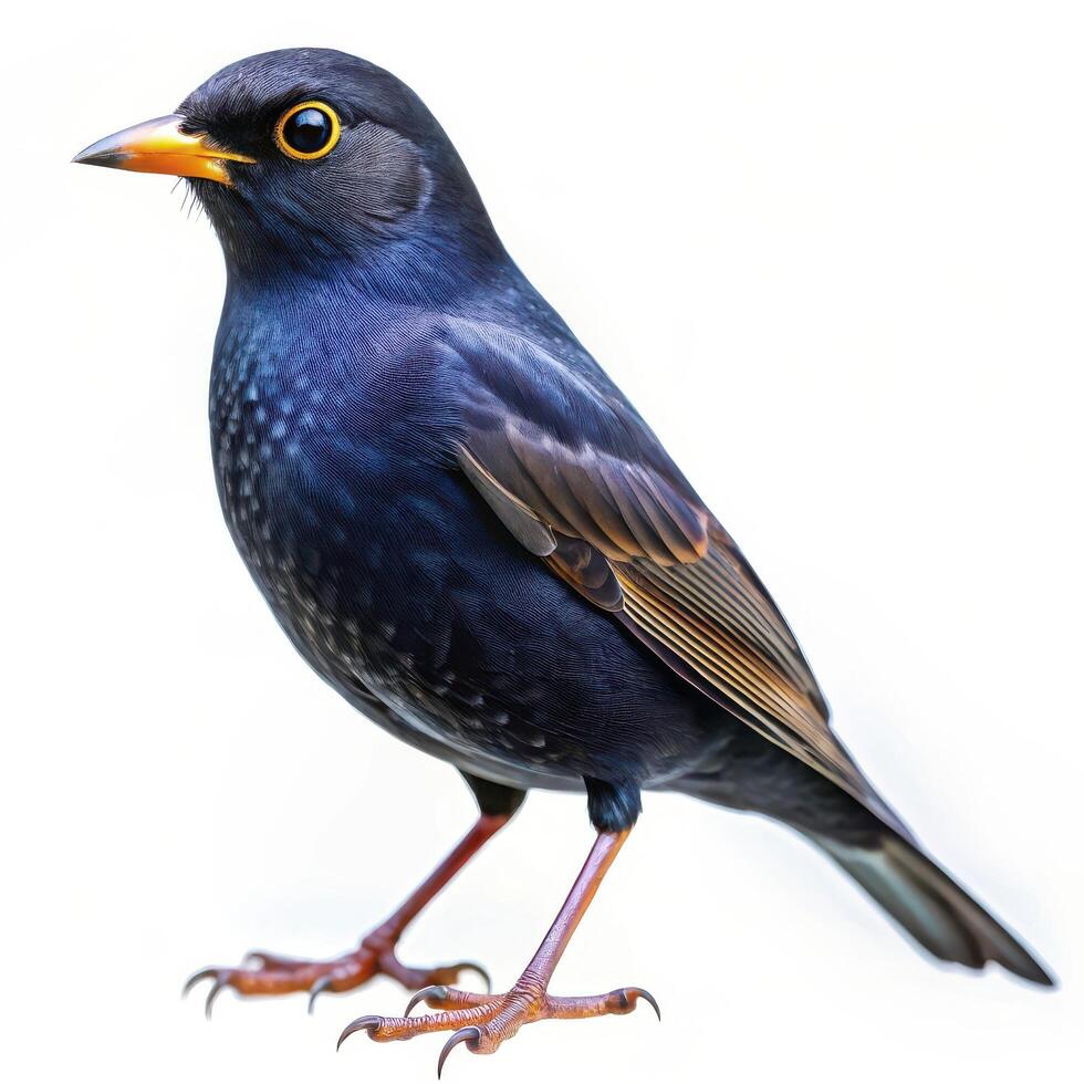 A dark-colored bird isolated against a white background, showcasing its sharp features photo