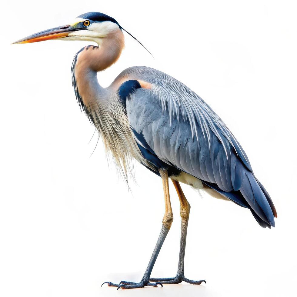 A close-up of a Great Blue Heron bird isolated on a white background, highlighting its distinct features photo