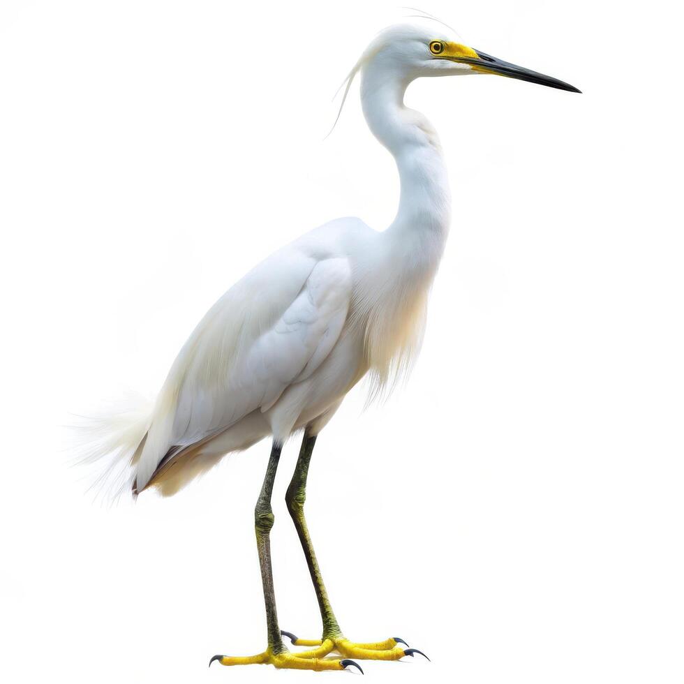An Egret bird isolated on a white background, displaying its elegant features photo