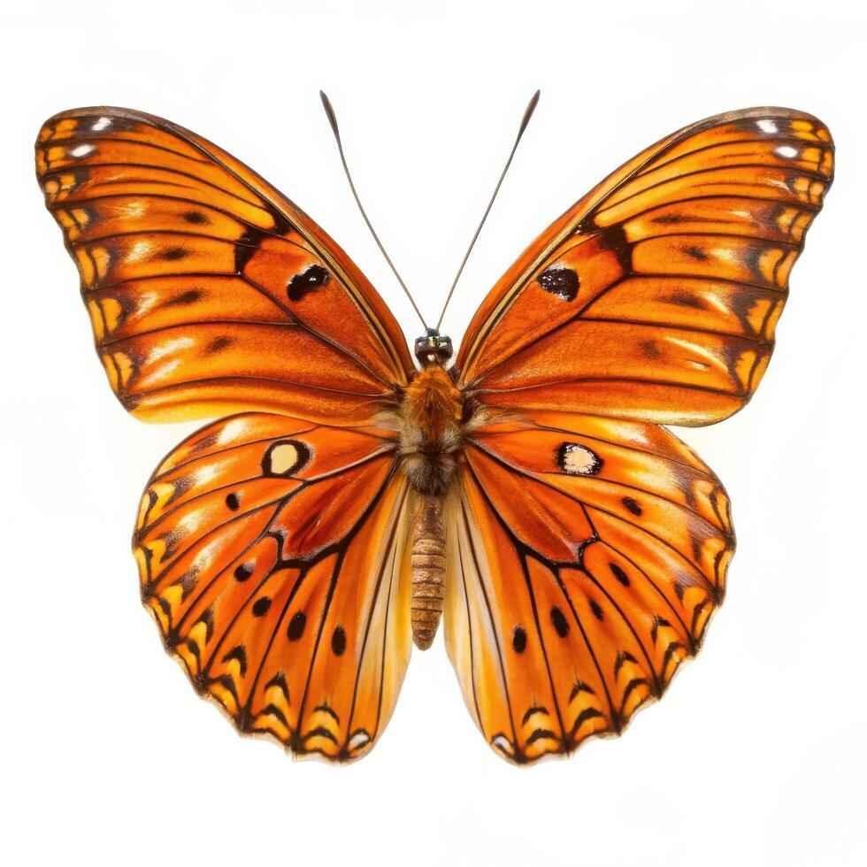Gulf Fritillary Butterfly on a Plain White Background photo