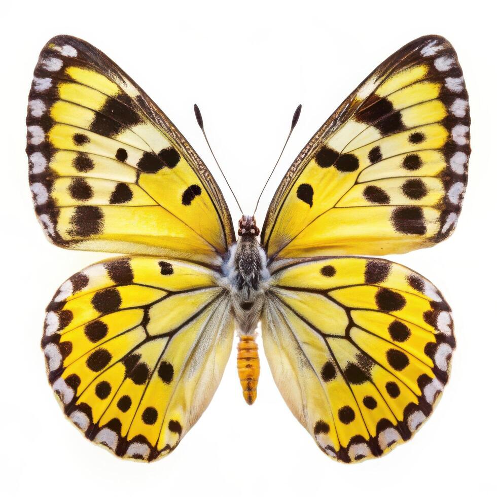 Great Yellow Pierrot Butterfly Displayed on a White Background photo