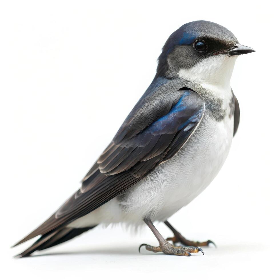 A detailed shot of a Bank Swallow bird isolated against a white background, highlighting its beauty photo