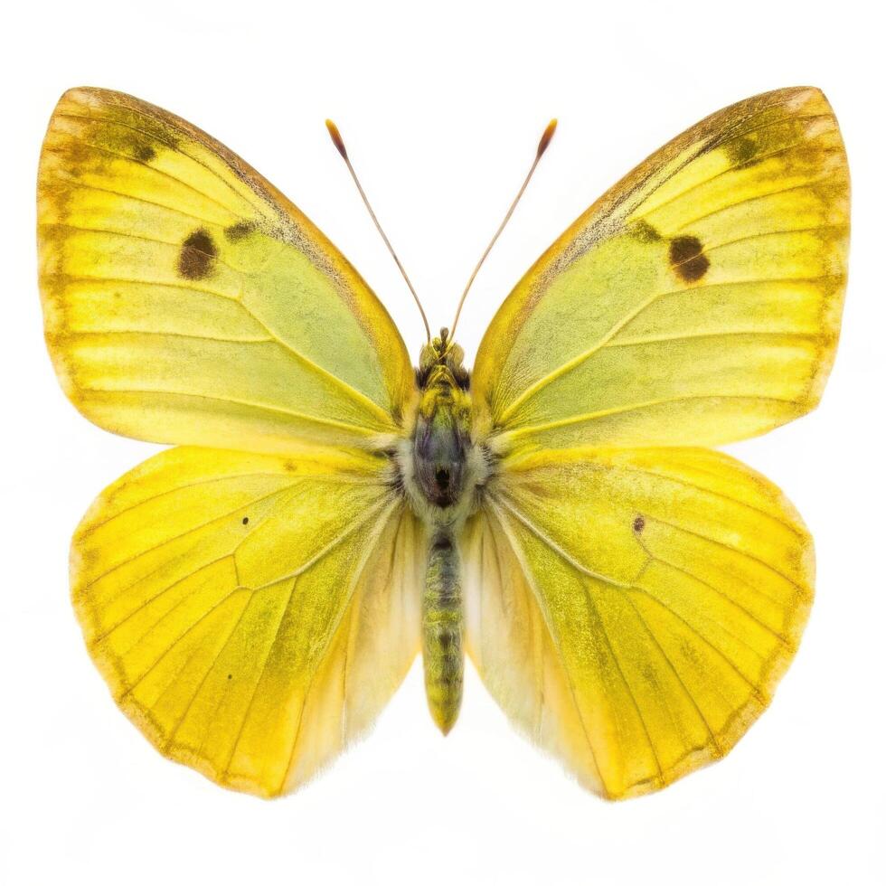 Isolated Sulphurs Butterfly Vibrant Yellow Insect on White Background photo