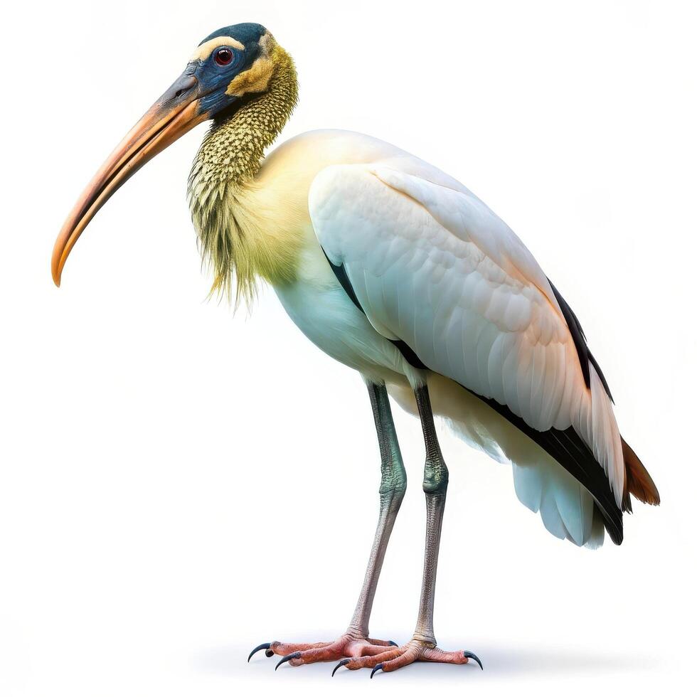 Isolated Wood Stork Bird with White Plumage on White Background photo
