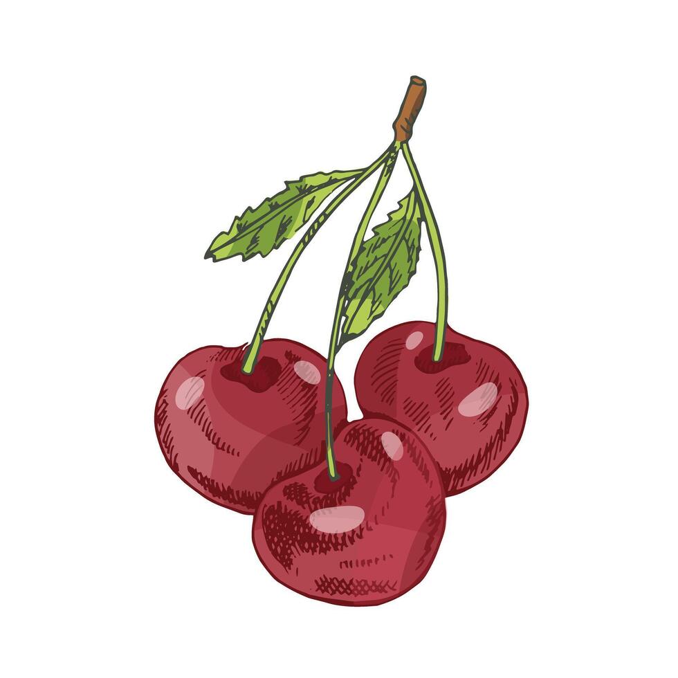 Hand-drawn vintage sketch set of cherry fruits with leaf in colored style, isolated illustration vector