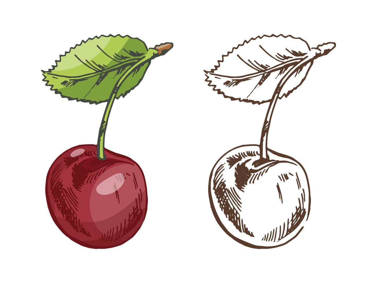 Hand drawn vintage sketch set of cherry fruit with leaf in colored and monochrome style, isolated illustration vector