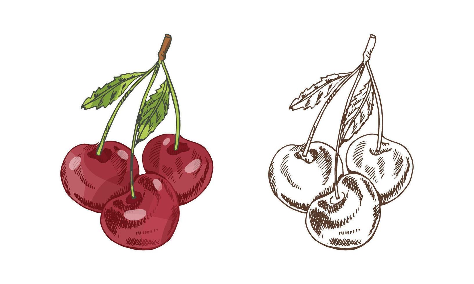 Hand drawn vintage sketch set of cherry fruits with leaf in colored and monochrome style, isolated vector