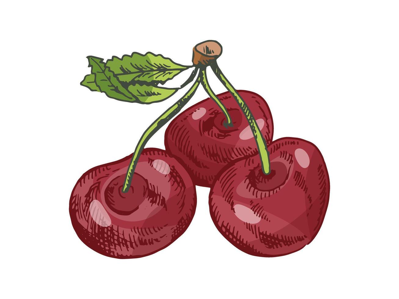 Hand drawn vintage sketch set of cherry fruits with leaf in colored style vector