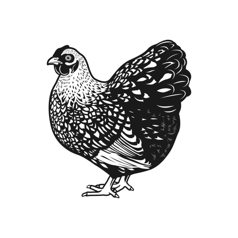 wyandotte chicken breed of chickens illustration vector