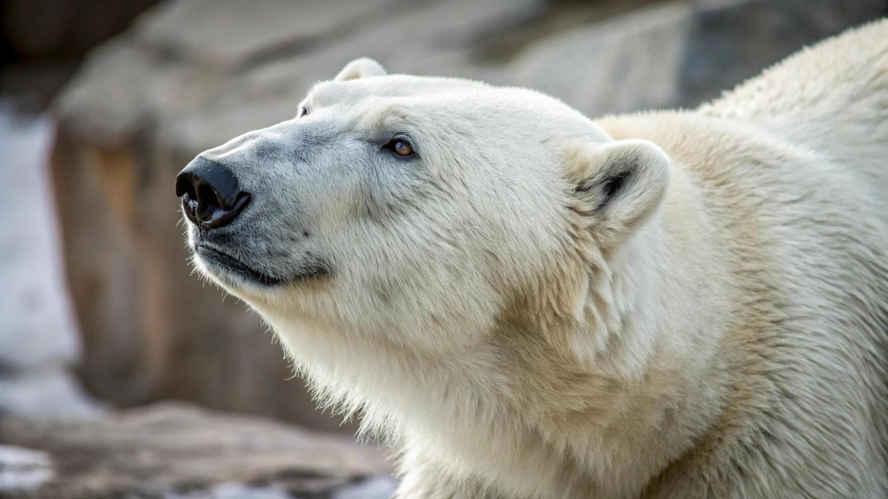 A polar bear is looking up at the sky photo