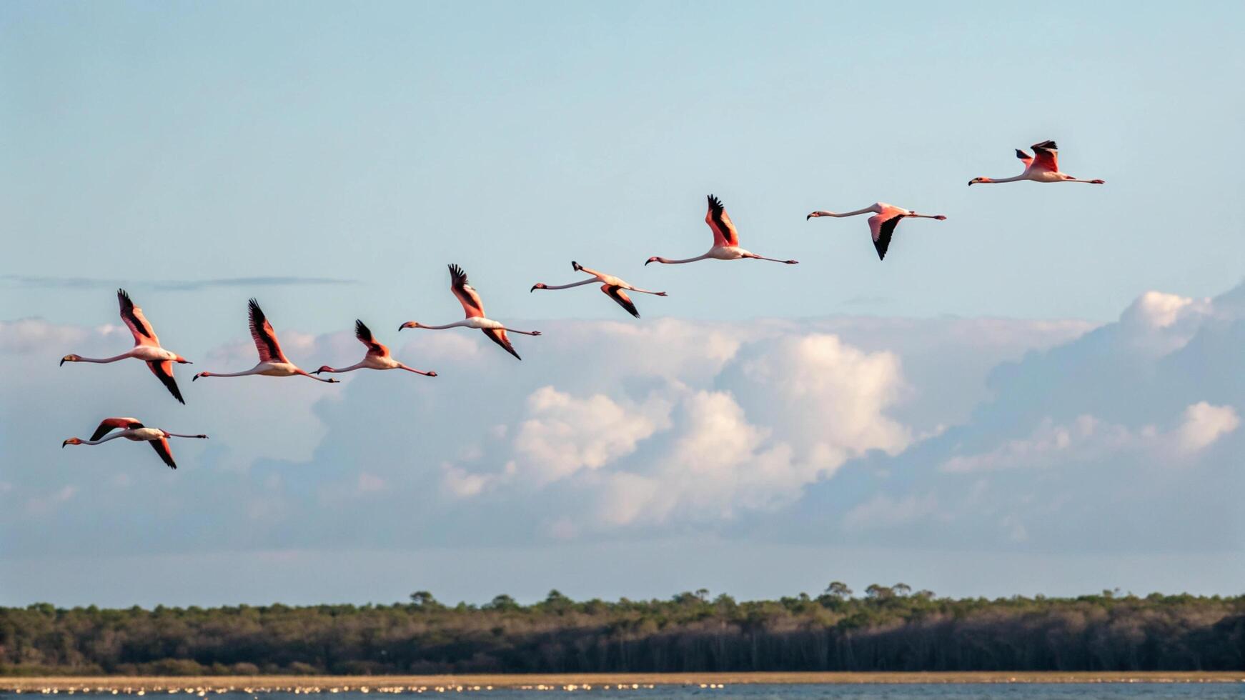 A flock of flamingos flying over a body of water photo