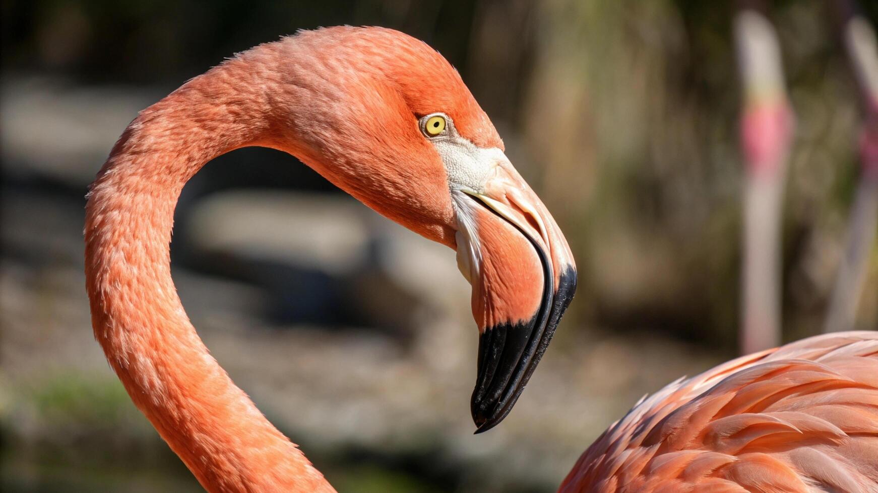 A close up of a flamingo's head photo