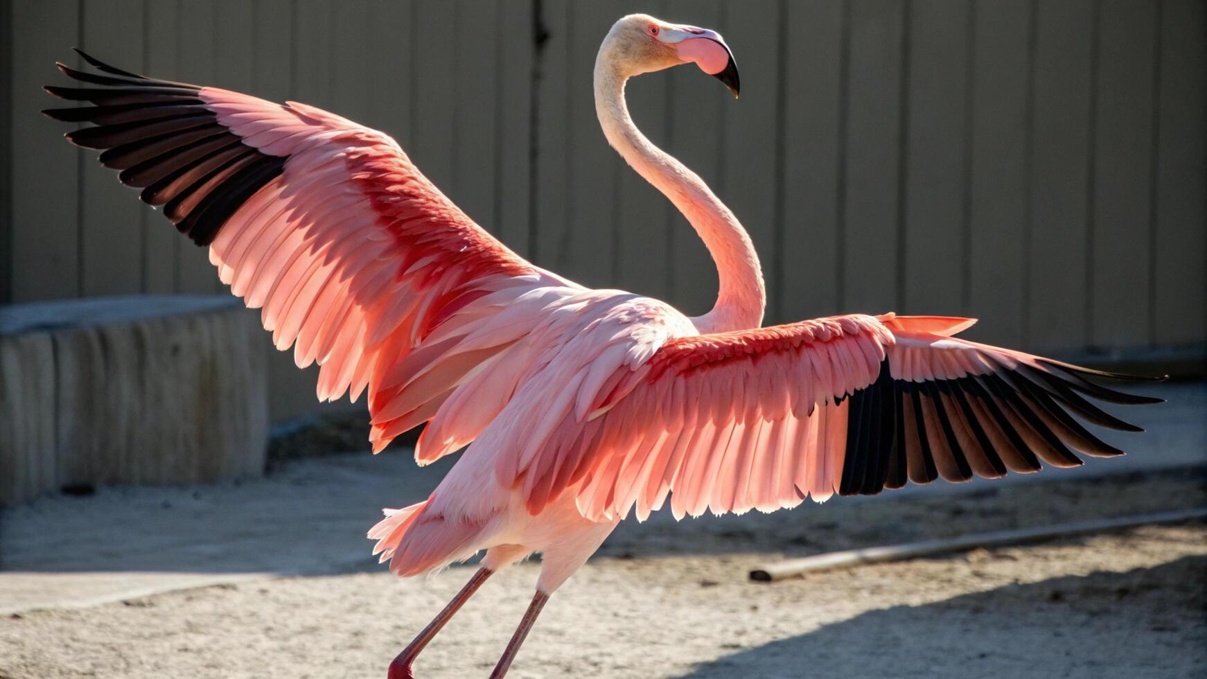 A pink flamingo spreads its wings photo