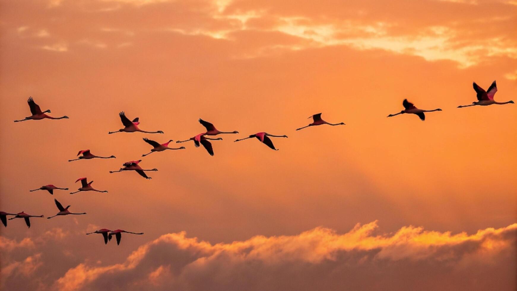 A flock of flamingos flying in the sky at sunset photo
