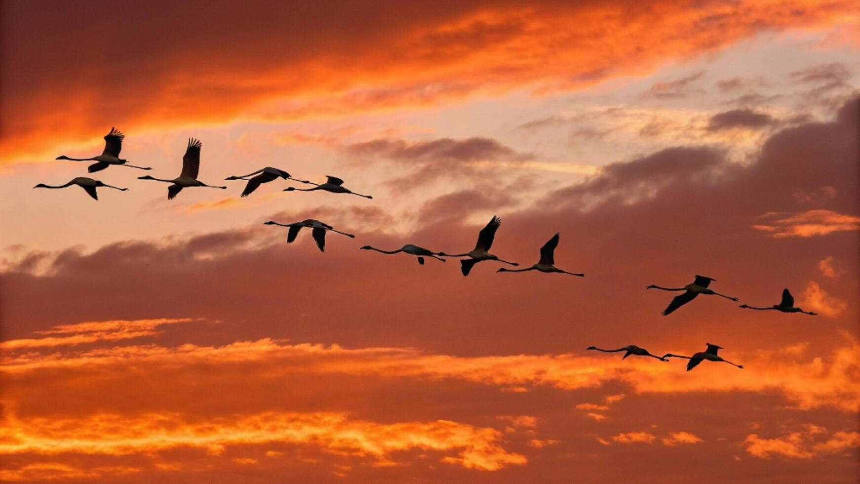 A flock of birds flying in the sky at sunset photo