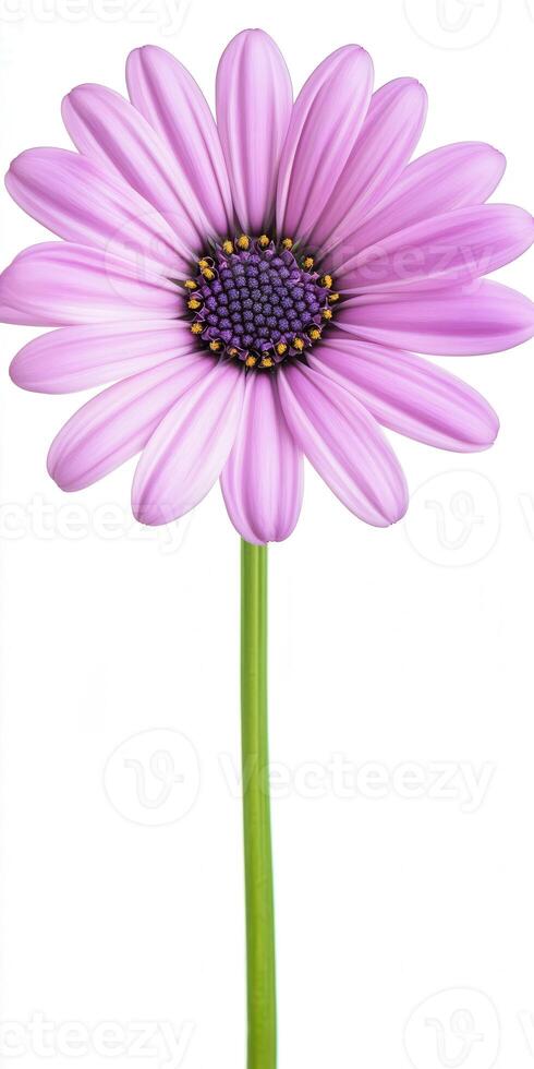 A single purple flower is shown on a white background photo