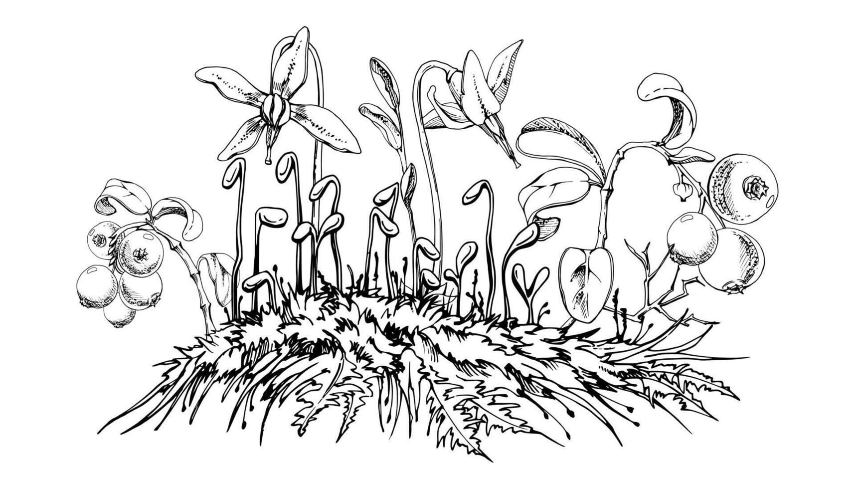 Cranberry lingonberry, pink flowers on moss, hand drawn in ink. Swamp forest berry on stems, bearberry teaberry wintergreen. Isolated botanical illustration. Restaurant menu, farmers market vector