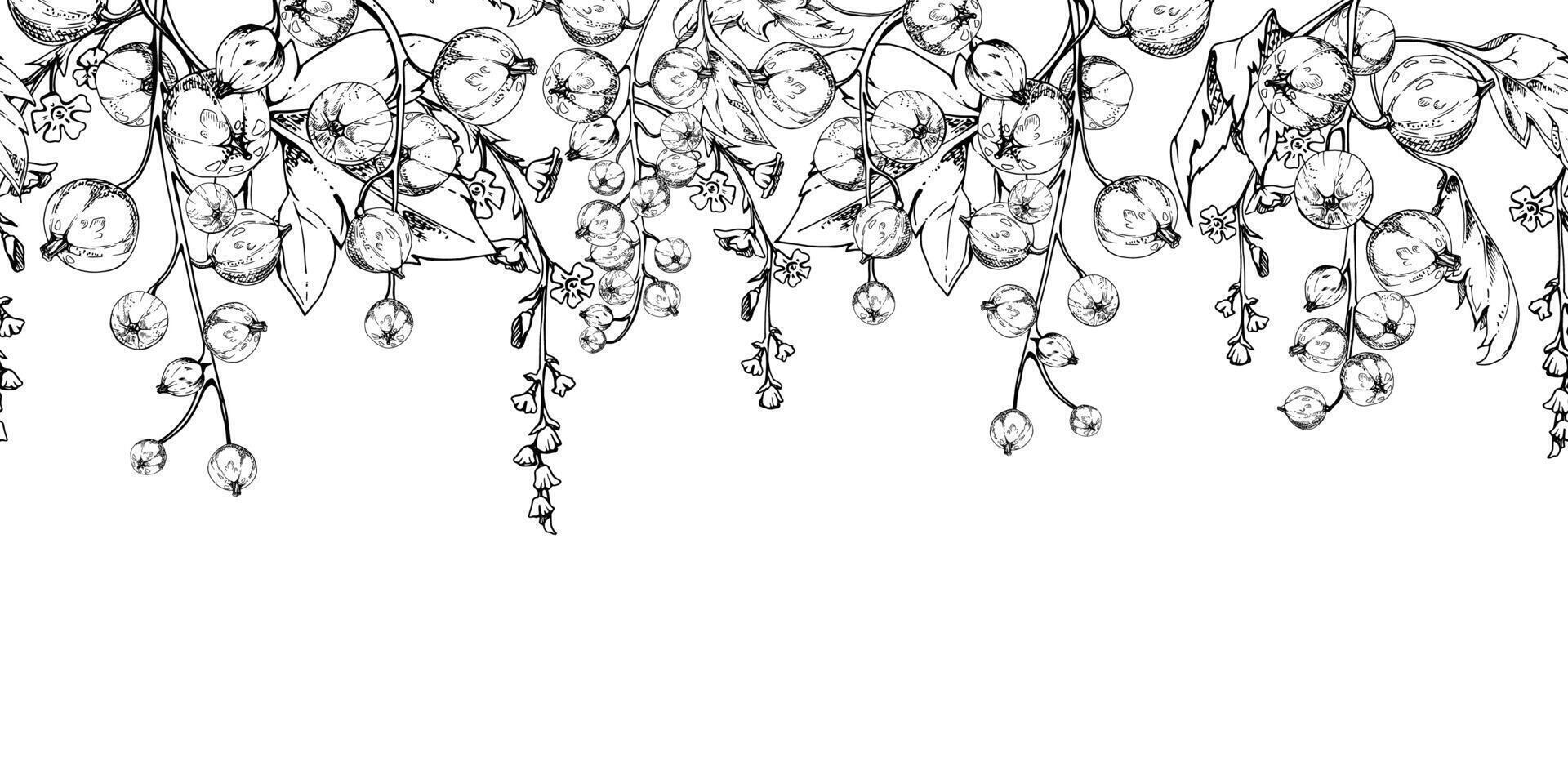Currant gooseberry with leaves, long flower clusters on branch, hand drawn in ink, ripe garden berry juneberry casseille jostaberry. Isolated seamless banner border. Cafe menu, farmers market vector