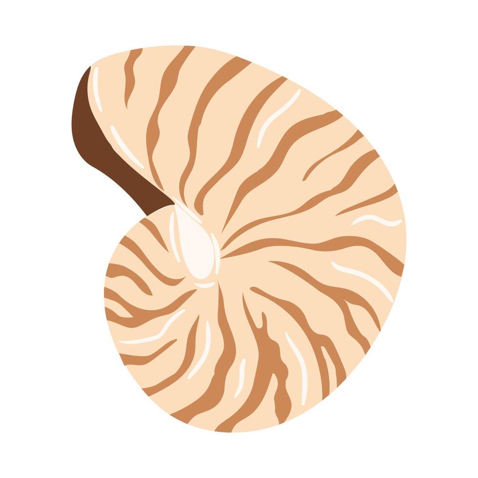 Nautilus shell illustration featuring stripes and intricate patterning vector