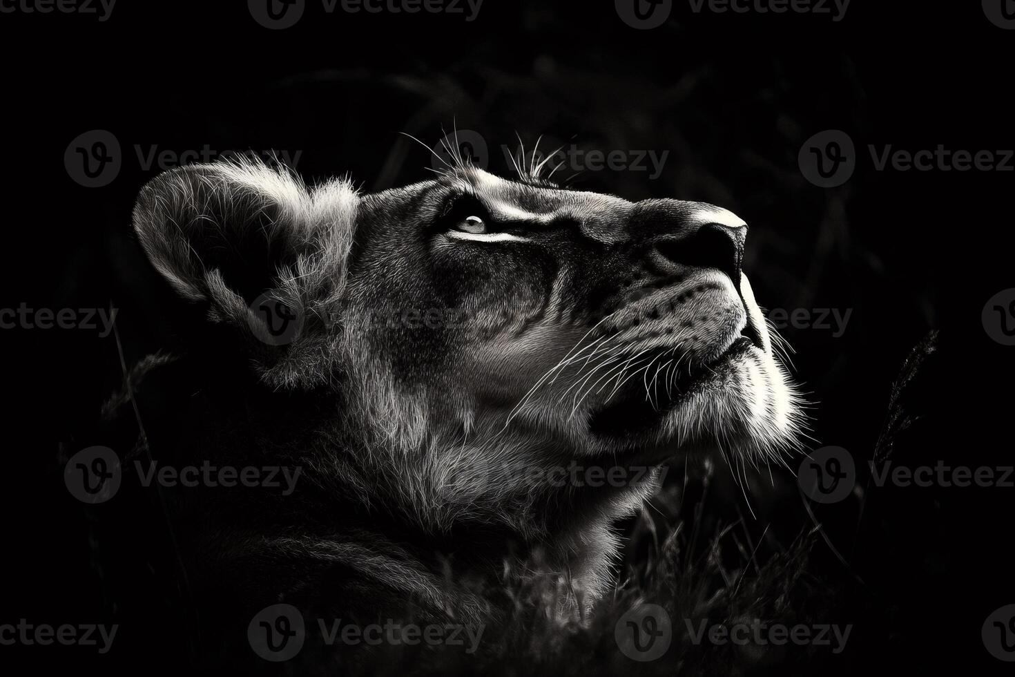 Lioness observing upwards in black and white with dark background photo