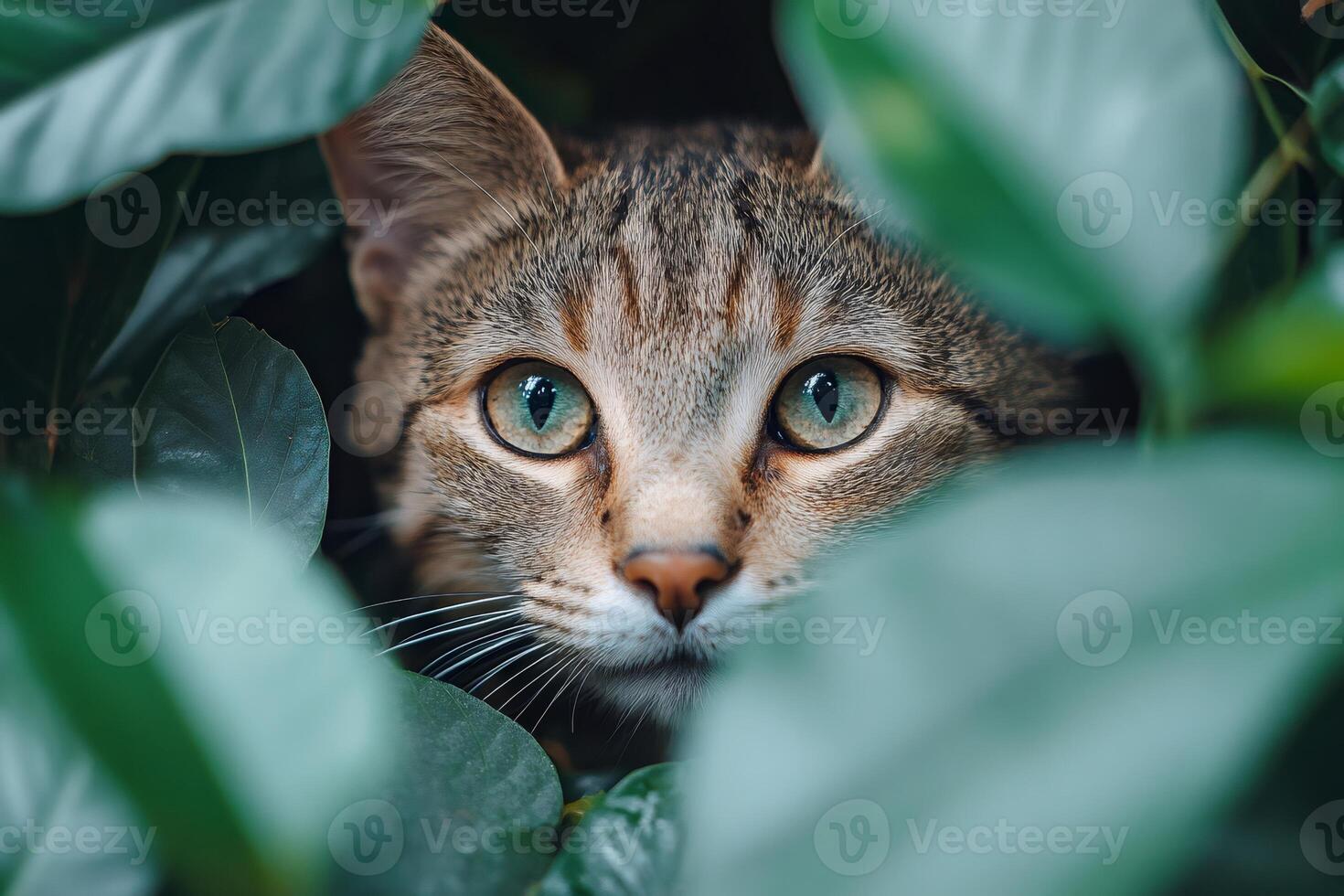 Curious cat hiding in green leaves, observing the surroundings photo