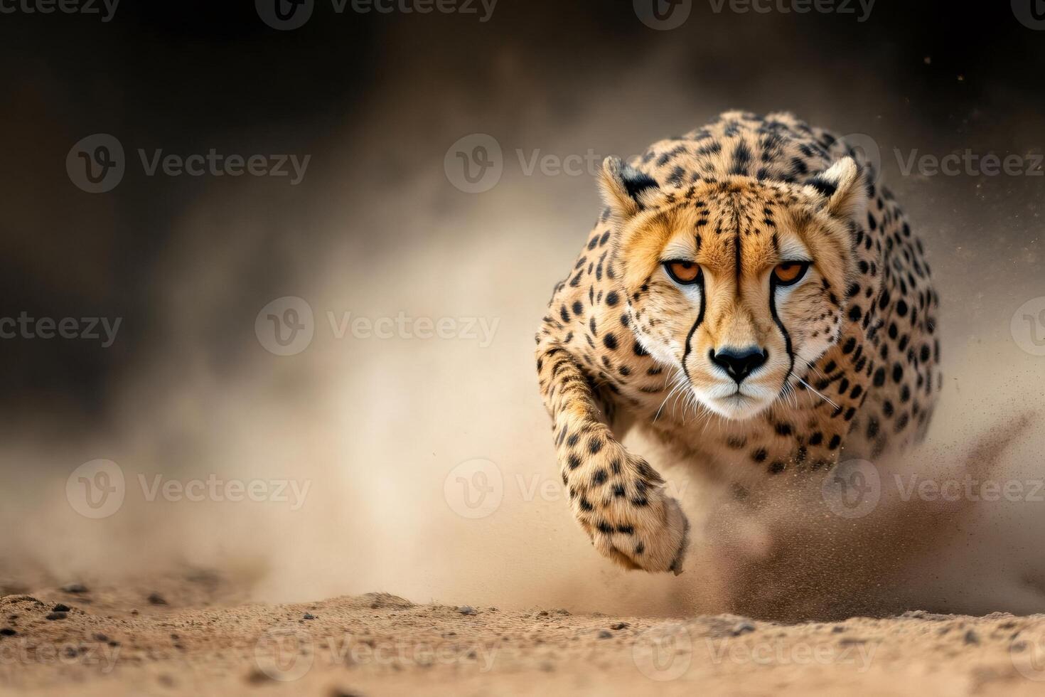 Cheetah running very fast in the savannah raising dust photo