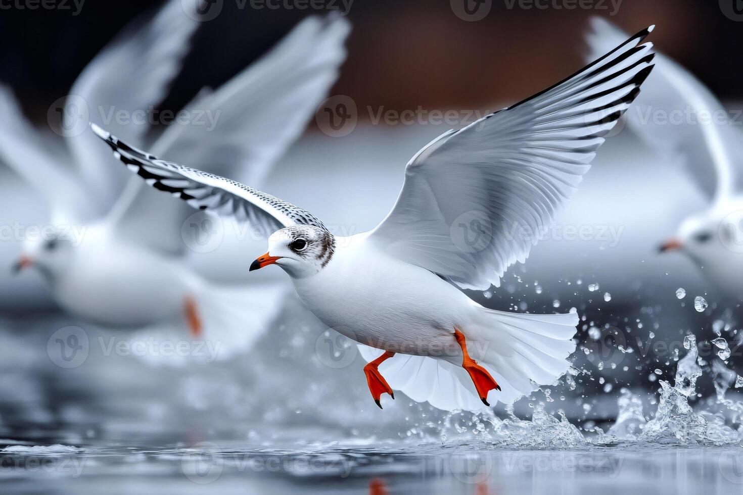 Black headed gull taking off from water surface with other gulls flying photo