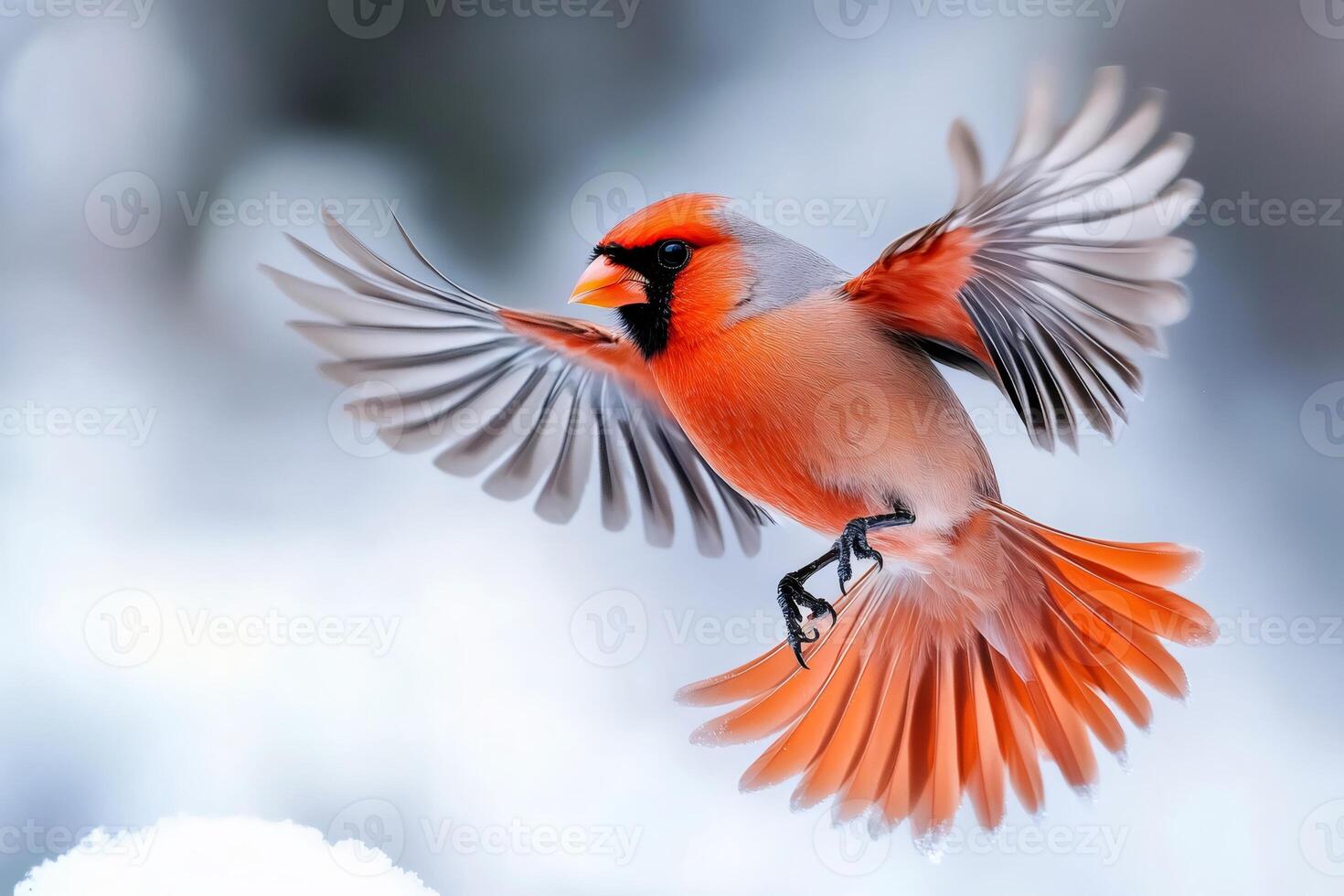 Northern cardinal bird flying with open wings in winter photo